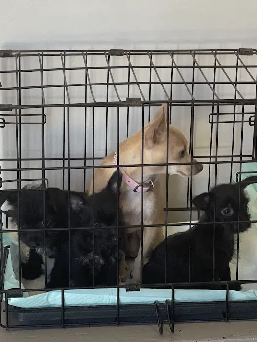 Cypresswood Animal Clinic 5