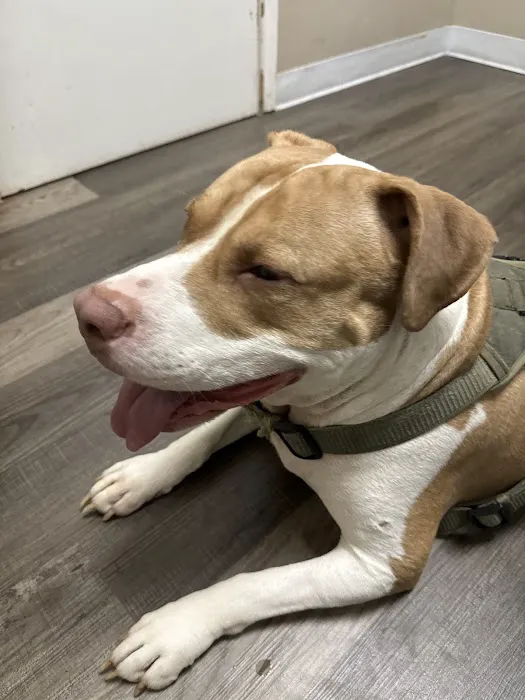 Cypresswood Animal Clinic 1