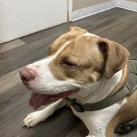 Cypresswood Animal Clinic ico