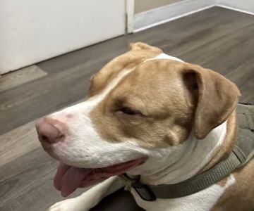 Cypresswood Animal Clinic