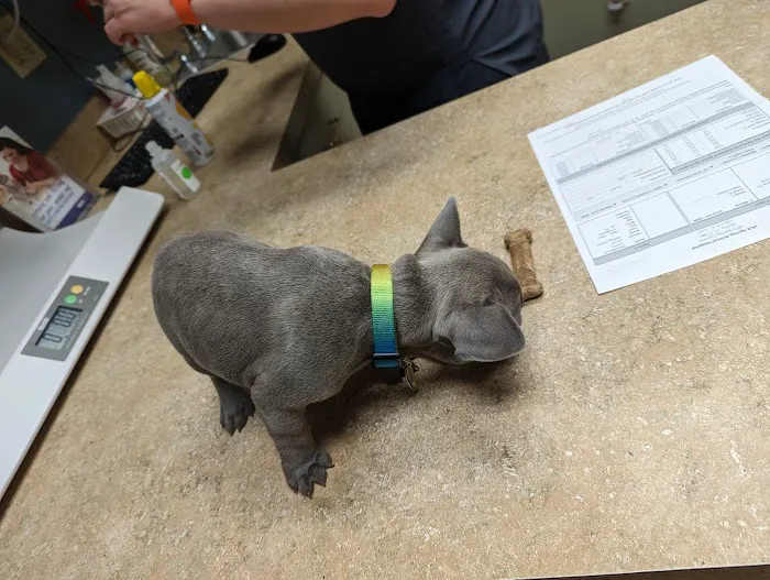 VCA Spring Animal Hospital 8