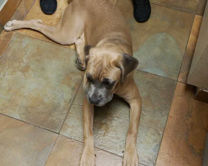 VCA Spring Animal Hospital 6