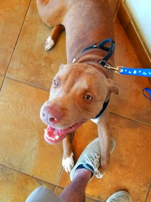 VCA Spring Animal Hospital 7