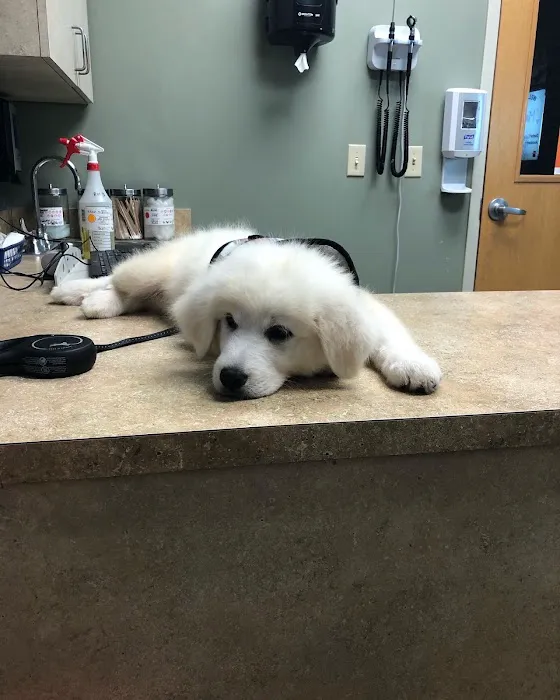 VCA Spring Animal Hospital 4