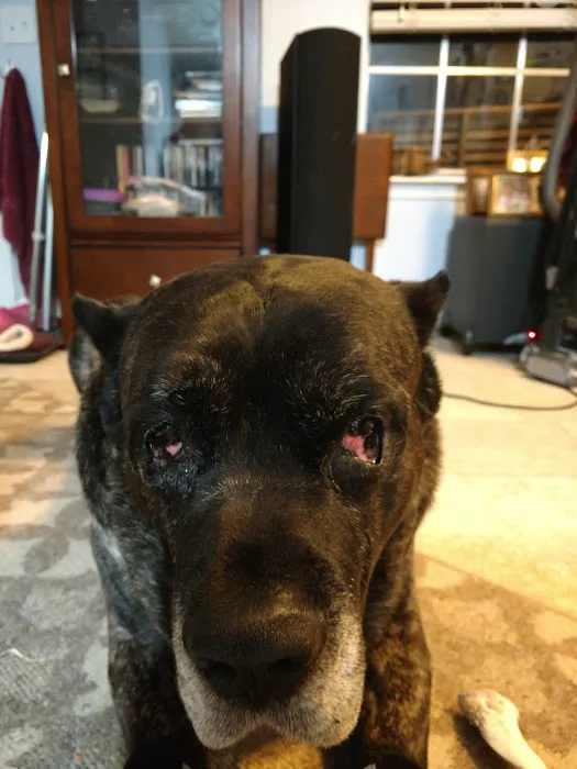 North Houston Veterinary Ophthalmology 7