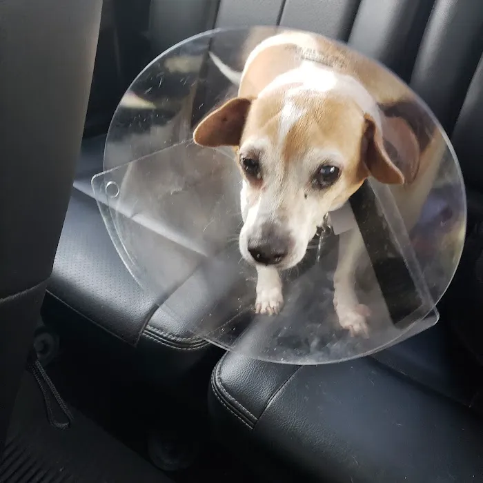 North Houston Veterinary Ophthalmology 8
