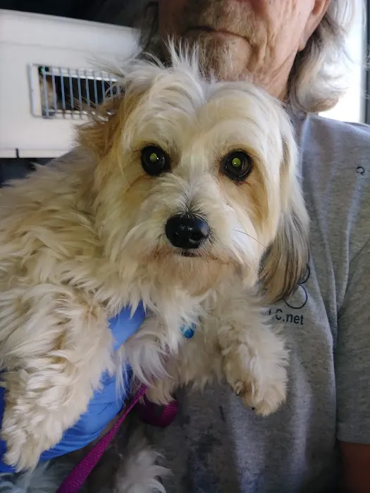 North Houston Veterinary Ophthalmology 9