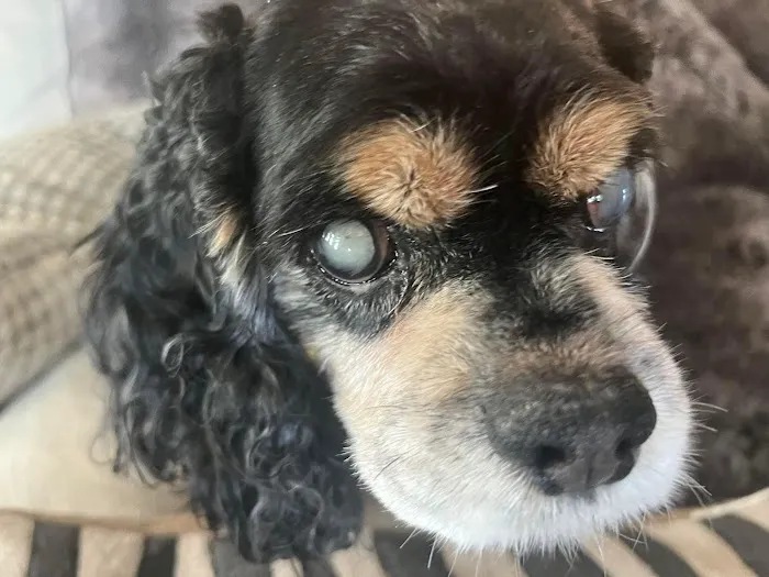 North Houston Veterinary Ophthalmology 1