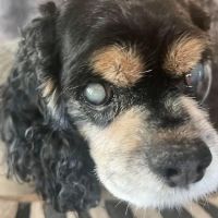 North Houston Veterinary Ophthalmology ico