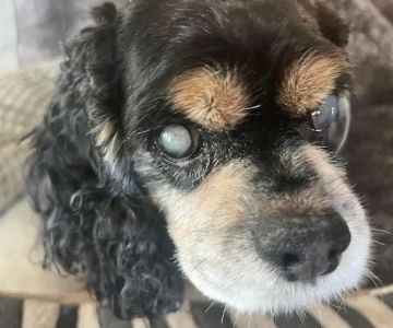 North Houston Veterinary Ophthalmology