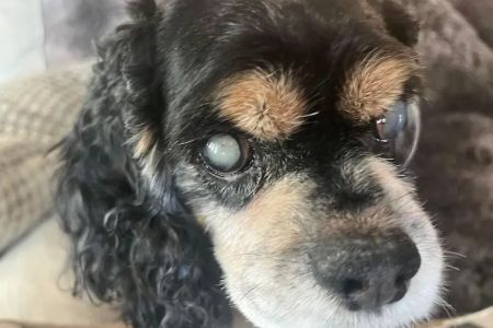 North Houston Veterinary Ophthalmology