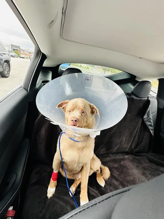 BluePearl Pet Hospital Spring 8