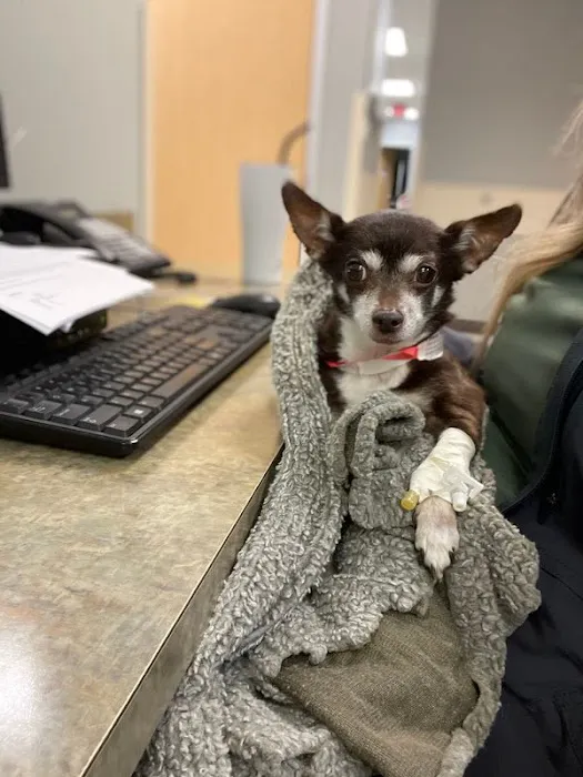 BluePearl Pet Hospital Spring 9
