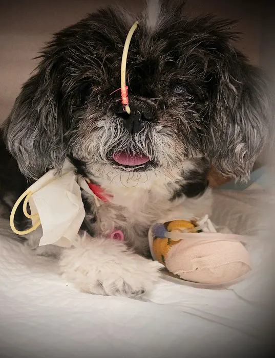 BluePearl Pet Hospital Spring 5