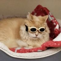 Enchanted Oaks Animal Hospital ico