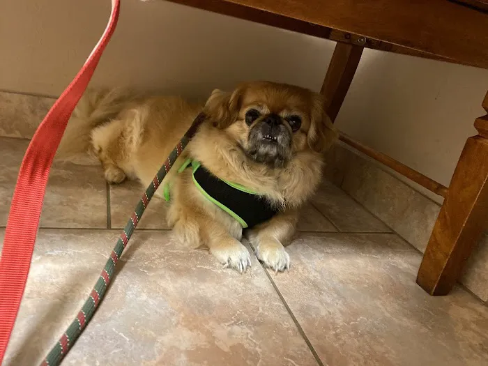 Enchanted Oaks Animal Hospital 12