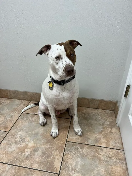 Enchanted Oaks Animal Hospital 12