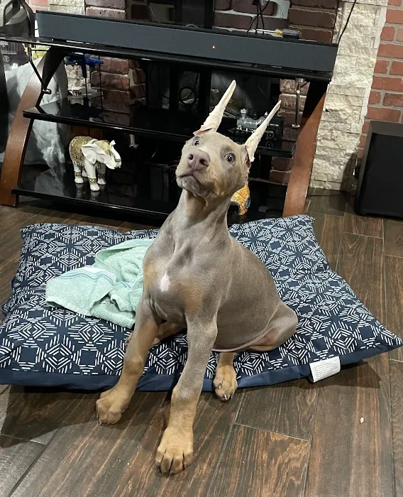 Houston's Ear Cropping Clinic 7