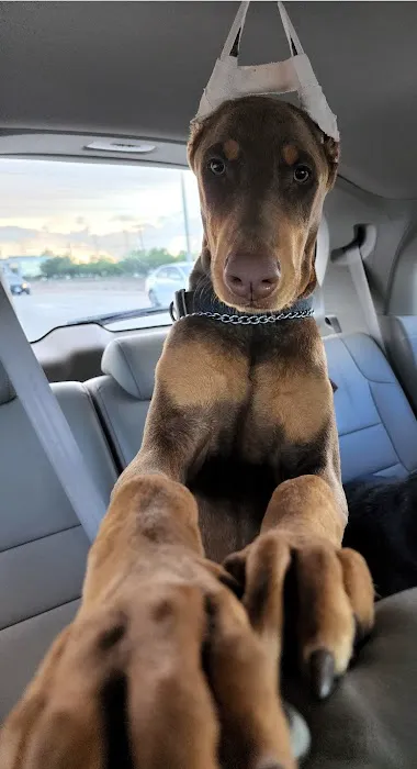 Houston's Ear Cropping Clinic 6