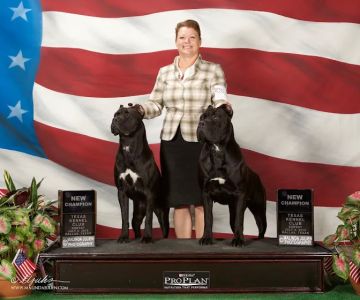 Houston's Ear Cropping Clinic