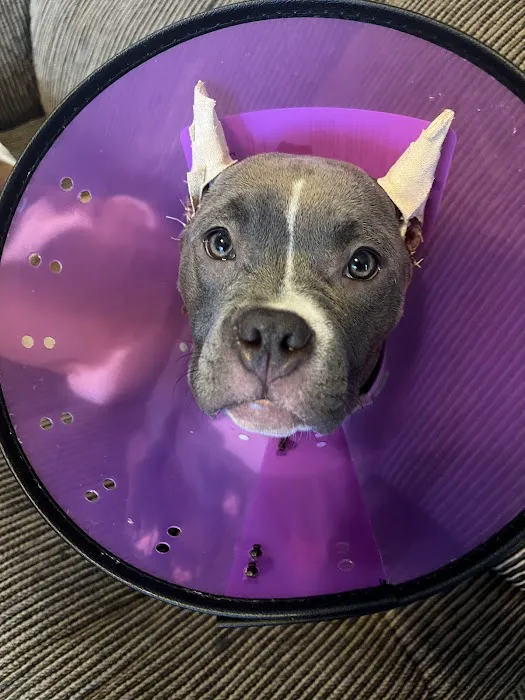 Houston's Ear Cropping Clinic 5