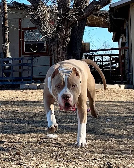 Houston's Ear Cropping Clinic 4