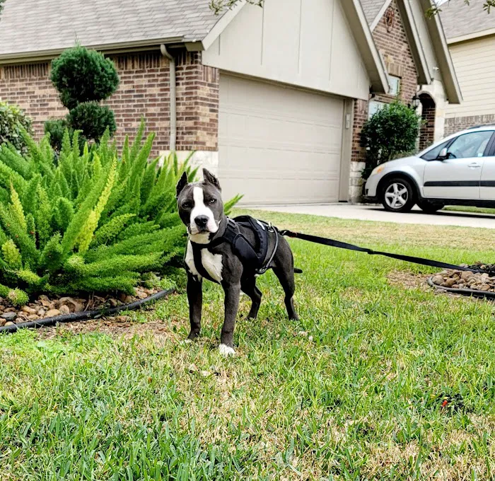 Houston's Ear Cropping Clinic 8
