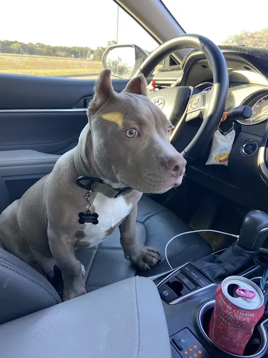 Houston's Ear Cropping Clinic 2