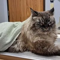 Veterinary Medical Center of Spring ico