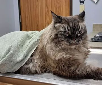 Veterinary Medical Center of Spring
