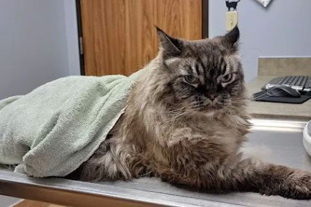 Veterinary Medical Center of Spring