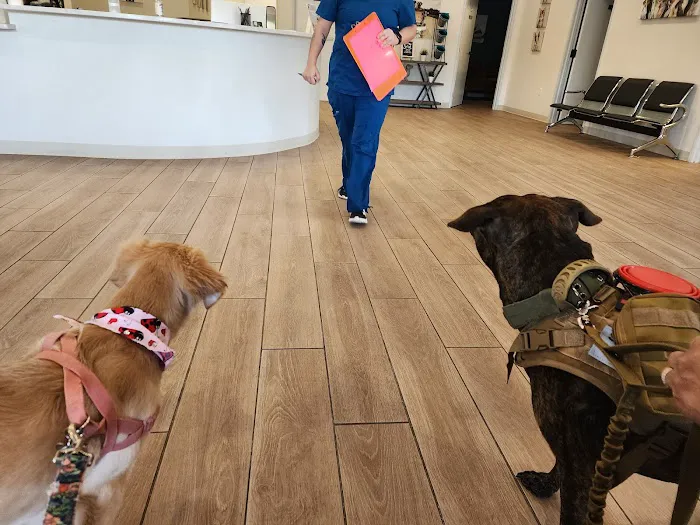 Springwood Veterinary Hospital 8