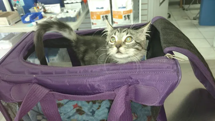 Springwood Veterinary Hospital 2