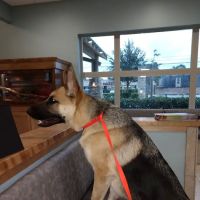 Stuebner Airline Veterinary Hospital ico