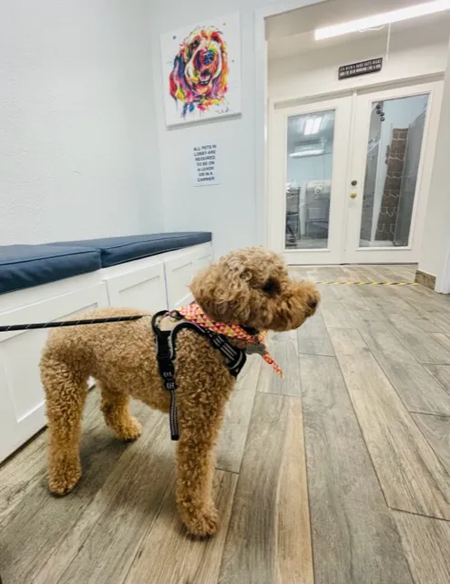 Central Houston Animal Hospital 6