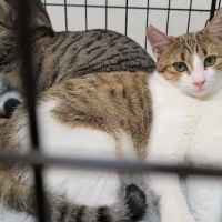 Banfield Pet Hospital ico