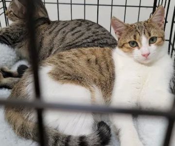 Banfield Pet Hospital
