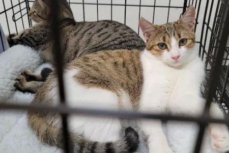 Banfield Pet Hospital