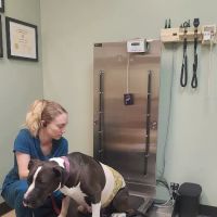 Memorial-610 Hospital for Animals ico