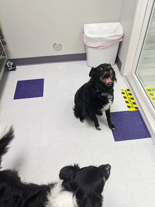 Uptown Veterinary Hospital- Dr. Tahl P. Rozycki 12