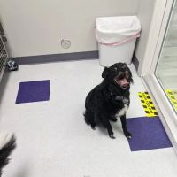Uptown Veterinary Hospital- Dr. Tahl P. Rozycki ico