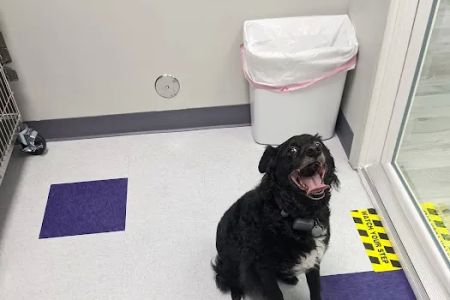Uptown Veterinary Hospital- Dr. Tahl P. Rozycki