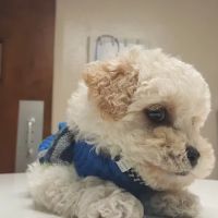 Village Veterinary Clinic ico