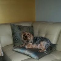 Little Neck Veterinary Clinic ico