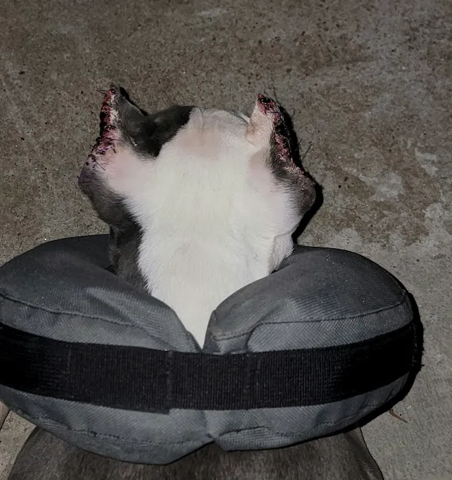 Animal Medicine and Surgery of Little Neck 8