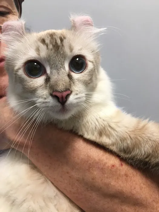 Veterinary Care Group - Little Neck 1