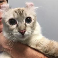 Veterinary Care Group - Little Neck ico