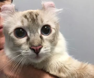 Veterinary Care Group - Little Neck