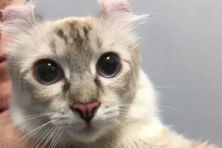 Veterinary Care Group - Little Neck