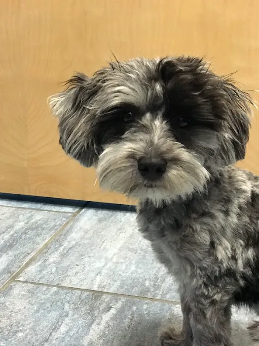 Veterinary Care Group - Little Neck 4